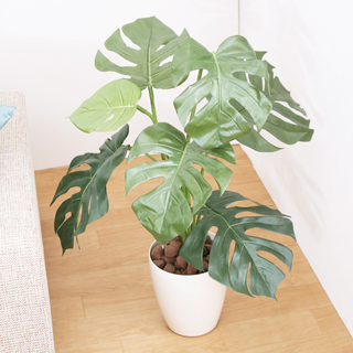 観葉植物モンステラ