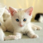 二人暮らし可、猫付きの賃貸登場?!