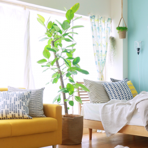 二人暮らしの観葉植物